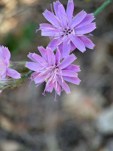 Stephanomeria cichoriacea, photograph 1