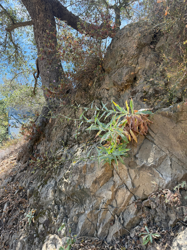 Stephanomeria cichoriacea, photograph 4