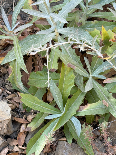 Stephanomeria cichoriacea, photograph 5