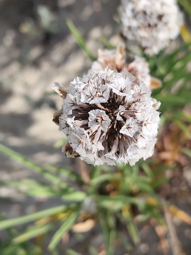 Armeria pungens, photograph 6