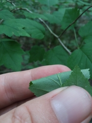 Crataegus iracunda