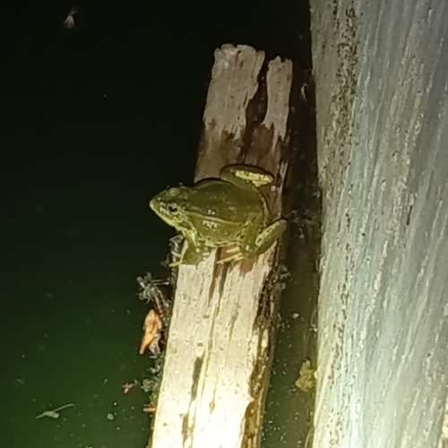 Water Frogs