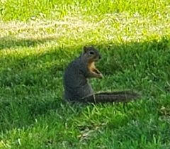Sciurus niger