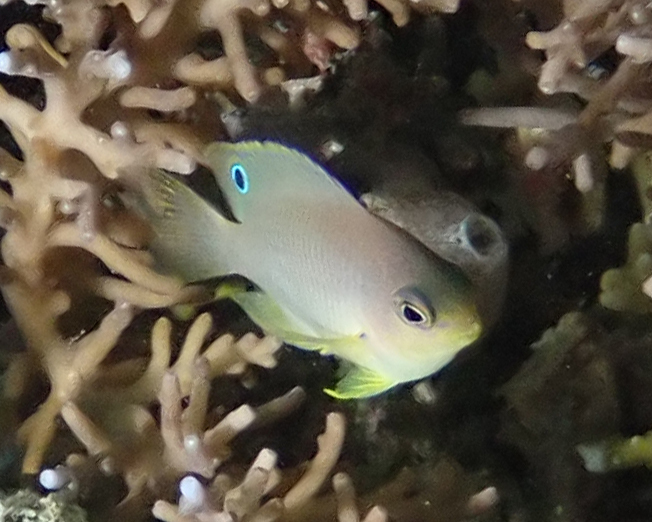 Amboina Damselfish