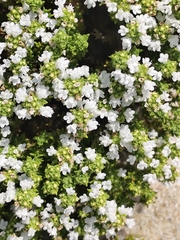 (c) Vasco Henrique Oliveira Fonseca, some rights reserved (CC BY) Thymus carnosus, photograph (c) Vasco Henrique Oliveira Fonseca, some rights reserved (CC BY)