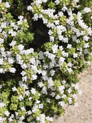 Thymus carnosus, photograph 4