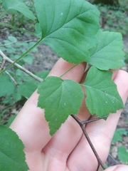 Crataegus iracunda