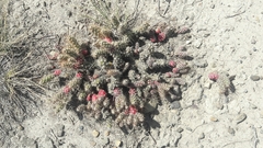 Austrocylindropuntia shaferi