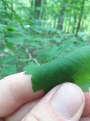 Crataegus iracunda