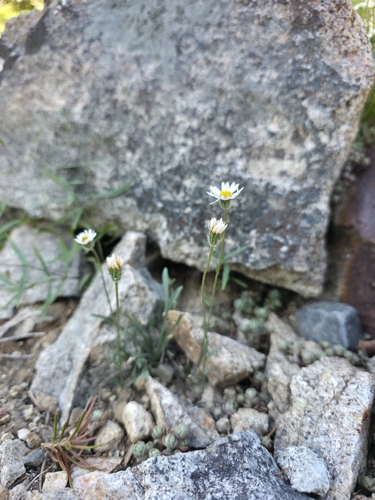 Erigeron eatonii, 2026-07-04