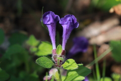 Scutellaria tuberosa