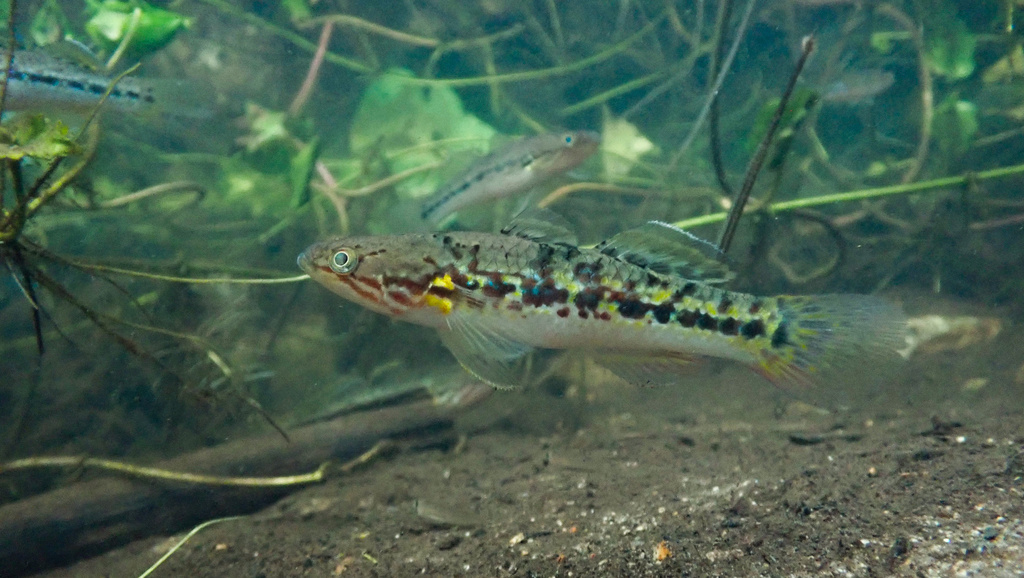 Snakehead Sleeper (Giuris margaritacea)