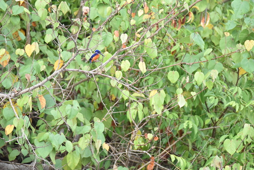 iNaturalist image