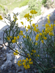 Coronilla juncea