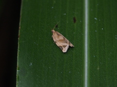 Neocalyptis affinisana
