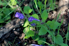 Scutellaria tuberosa