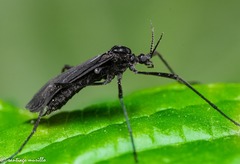 Diptera