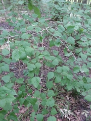 Crataegus iracunda
