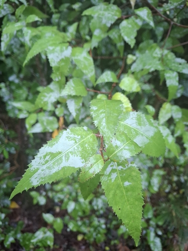 long-leaved lacebark