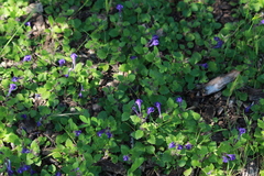 Scutellaria tuberosa