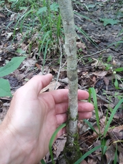 Crataegus iracunda