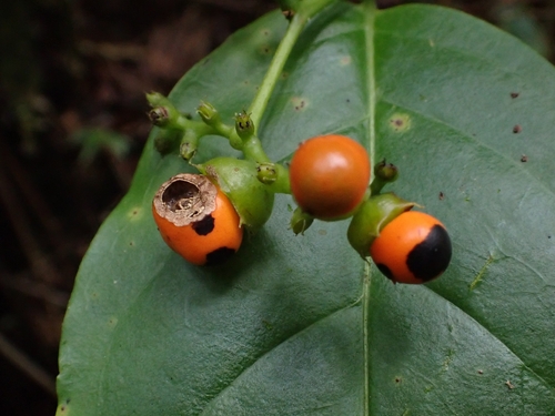 Myriopus maculatus observed 2026-07-05