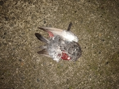 Columba livia domestica