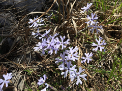 Phlox bifida