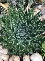 Aristaloe aristata