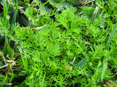Cotula discolor