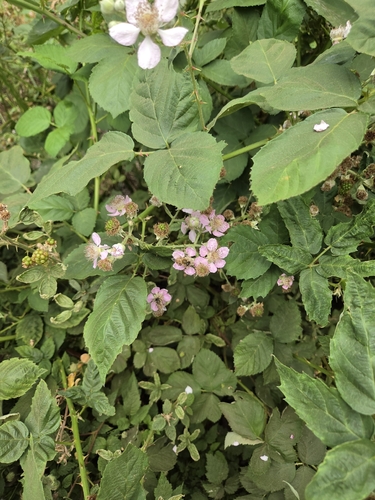 iNaturalist observation photo of Western Honey Bee