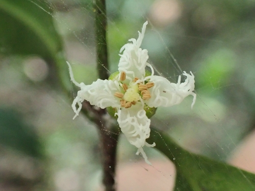 Goatwood (Cassipourea guianensis)