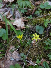 Gagea lutea