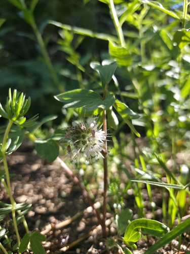 Hydrophyllum capitatum observed 2026-07-04