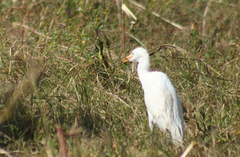 Ardea alba