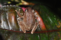Eleutherodactylus portoricensis