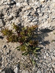 Levisticum officinale