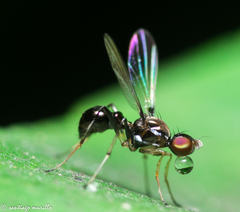 Diptera