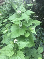 Alliaria petiolata
