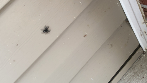 Bold Jumping Spider