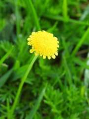 Cotula discolor