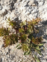 Levisticum officinale