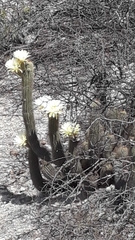 Trichocereus strigosus