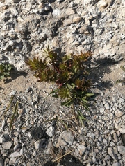 Levisticum officinale