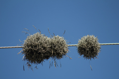 Tillandsia capillaris