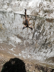 Centruroides gracilis