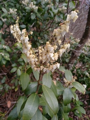 Pieris floribunda