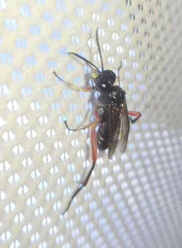 Macrophya diversipes