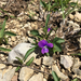 Glade Violet - Photo (c) Joanna Brichetto, some rights reserved (CC BY-NC), uploaded by Joanna Brichetto