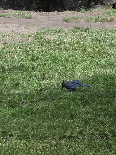 iNaturalist observation photo of Steller's Jay